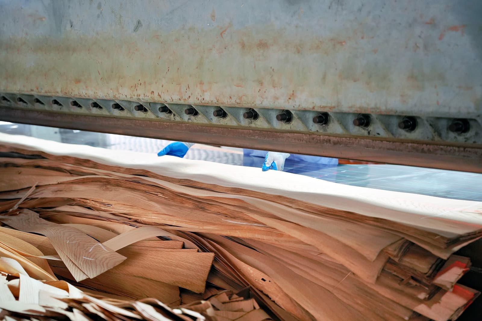 Stack of clipped veneer leaves waiting to be bundled