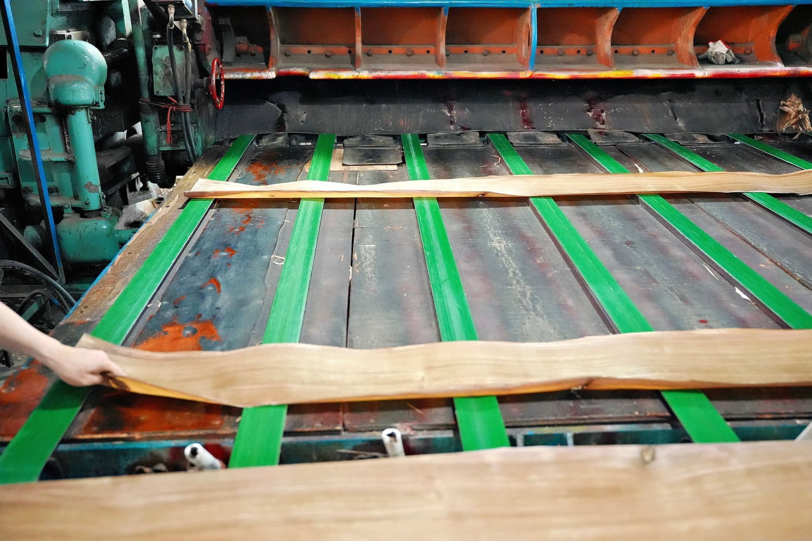 Freshly sliced veneer leaf moving onto the conveyor