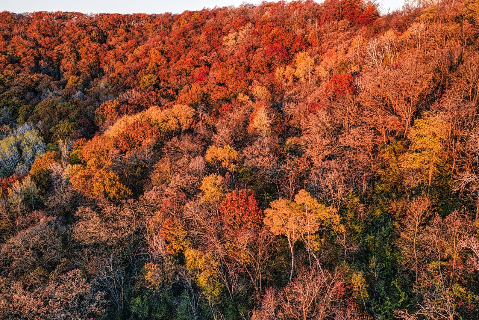 Illustrative aerial view of autumn woodland in Minnesota, United States
